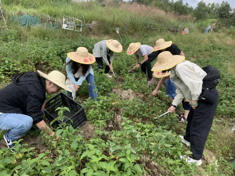 市统计局组织党员赴寿山乡开展“我在乡间有亩田”秋收活动